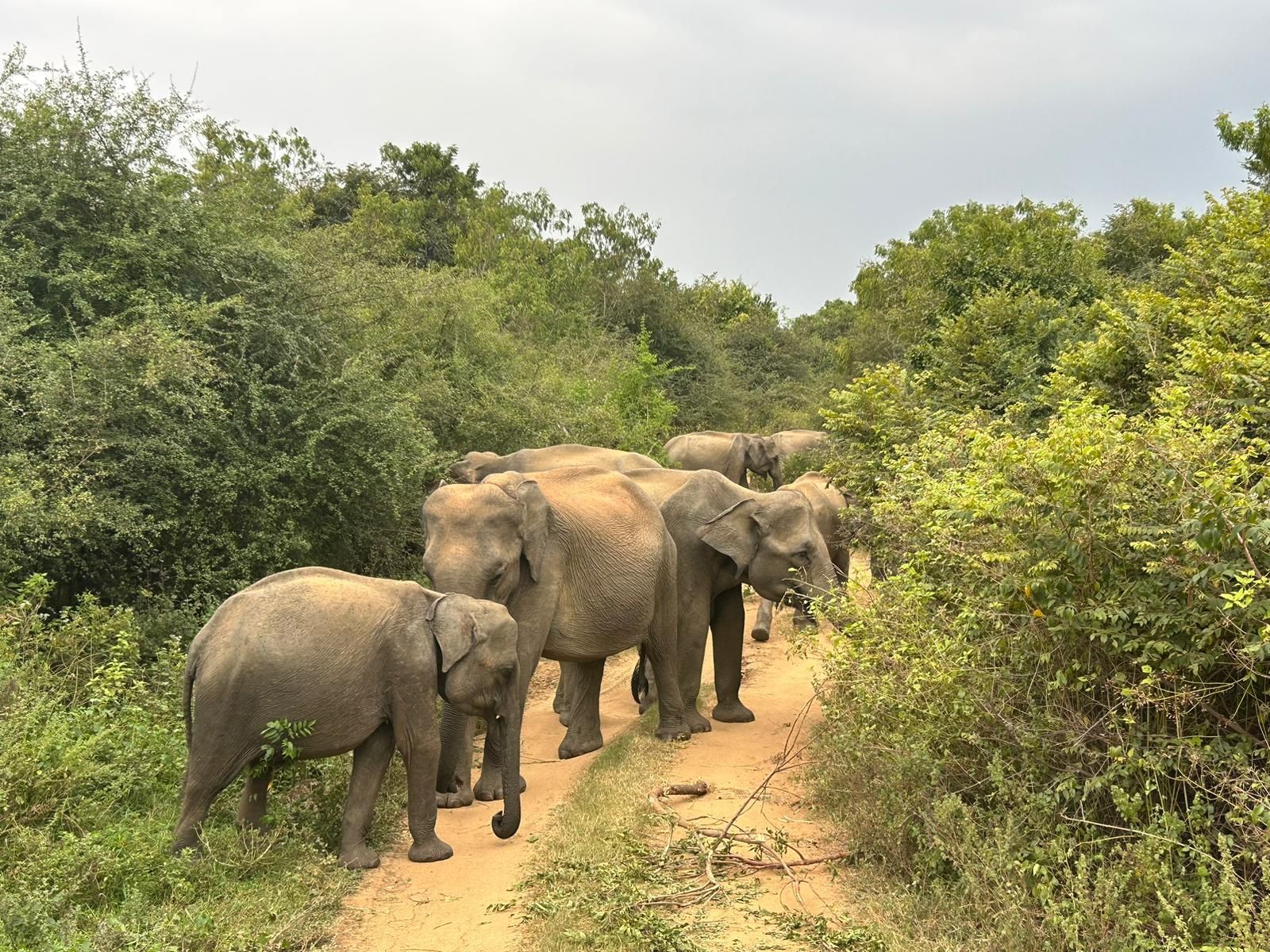 Hikkaduwa/Galle/Mirissa :Fahrt nach Ella mit Udawalawe Safari