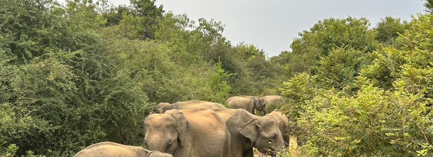 Hikkaduwa/Galle/Mirissa : Débarquement à Ella avec Udawalawe Safari