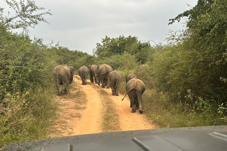Mirissa/ Weligama : Fahrt nach Ella mit Udawalawe Safari TourVon Mirissa/ Weligama: Fahrt nach Ella mit Udawalawe Safari