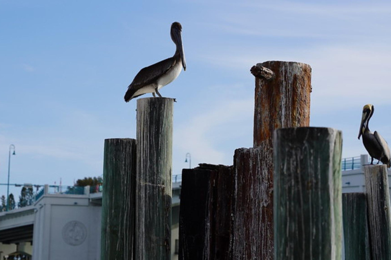 Madeira Beach: Calypso Breeze Cruise with Buffet Calypso Breeze - Evening Casual Cruise - with Buffet