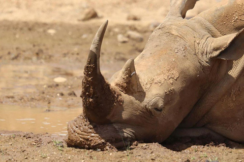 Park Narodowy Nairobi - półdniowa/całodniowa przejażdżka po parku