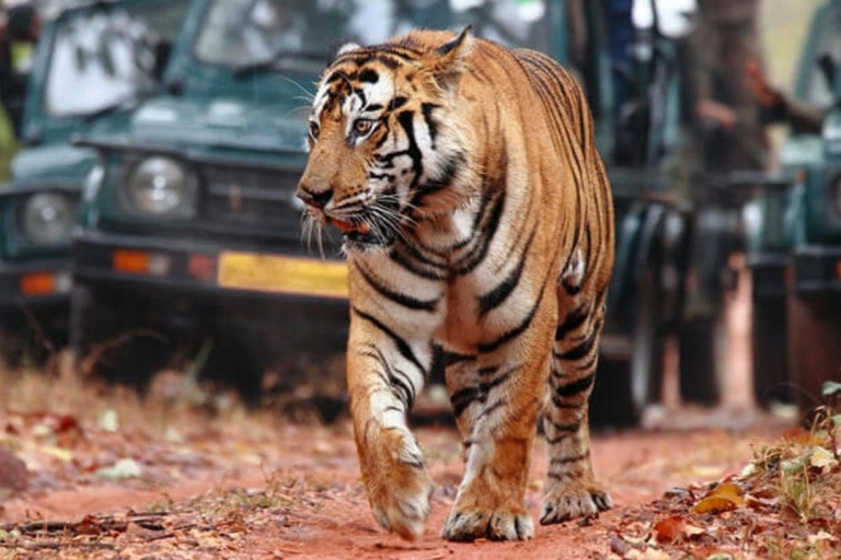 Wycieczka safari tygrysa tego samego dnia z Jaipur, wszystko w cenie