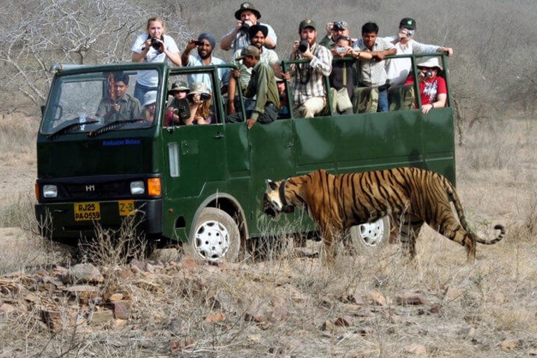 Excursión de safari de tigres en el mismo día desde Jaipur Todo incluidoExcursión de safari de tigres en el mismo día desde Jaipur Todo Incluido
