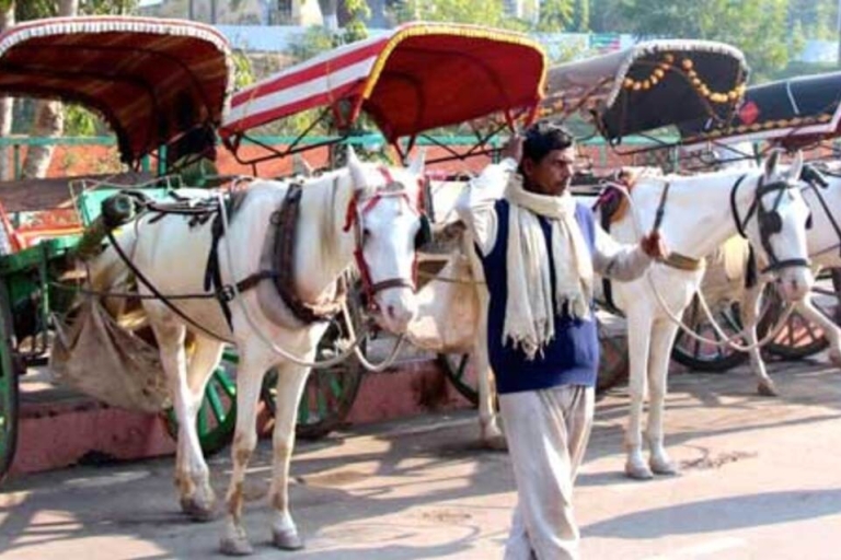 Visite du Tajmahal en tuktuk, chameau et charrette à cheval