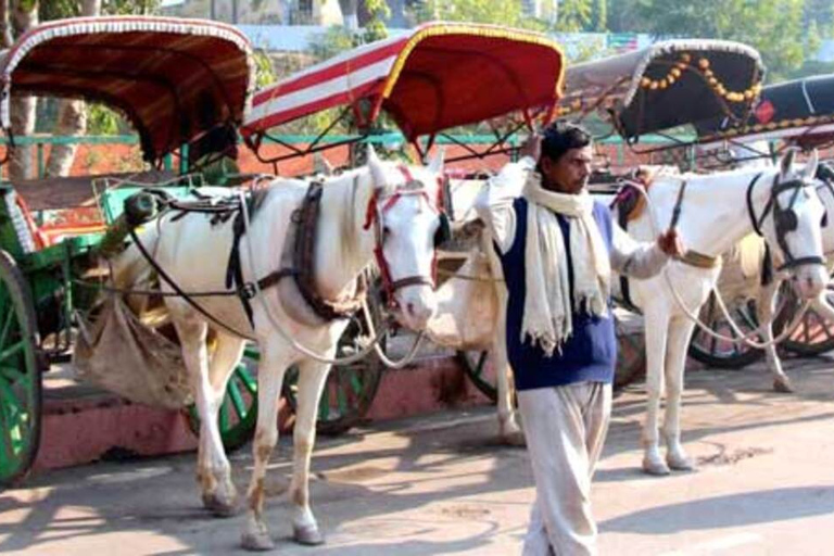 Visite du Tajmahal en tuktuk, chameau et charrette à cheval