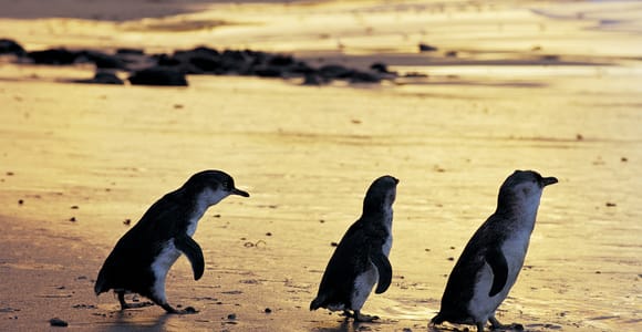 Full-Day Private Australian Wildlife Tour of Phillip Island