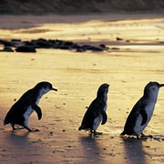 Full-Day Private Australian Wildlife Tour of Phillip Island Full-Day Private Australian Wildlife Tour of Phillip Island