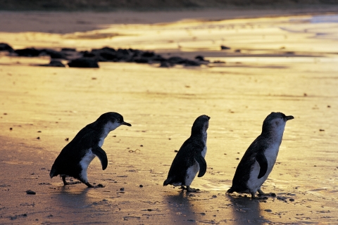 Całodniowa prywatna australijska wycieczka po Phillip Island