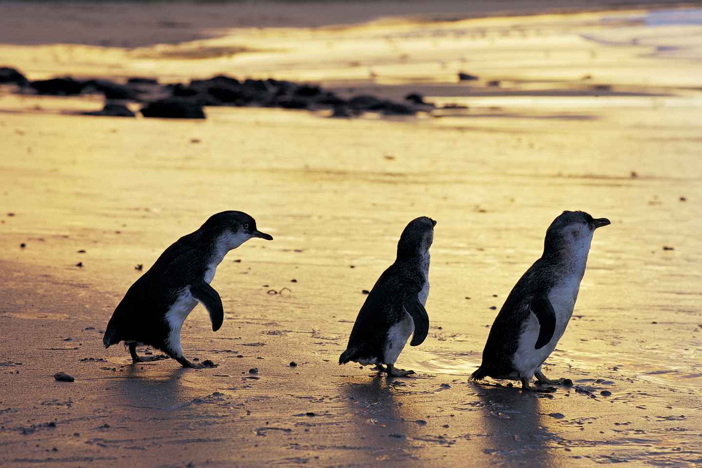 Full-Day Private Australian Wildlife Tour of Phillip Island - Penguin tour of Phillip Island with Penguin Plus ticket