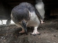 Full-Day Private Australian Wildlife Tour of Phillip Island - Housity