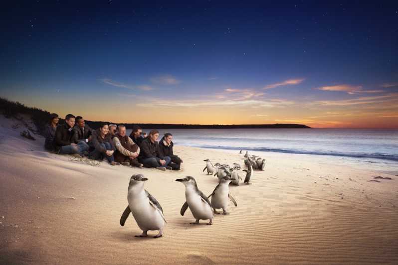 Excursión privada de un día por la fauna australiana de Phillip Island