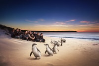 Full-Day Private Australian Wildlife Tour of Phillip Island - Housity