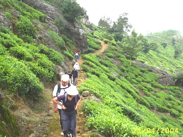 Visit The Pekoe Trail, Stage 12, Trekking Fm Udaweriya To Haputale in Nuwara Eliya
