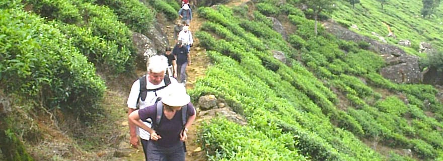 La Piste Pekoe, étape 12, randonnée de Udaweriya à Haputale