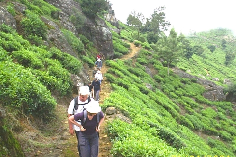 La Ruta del Pekoe, Etapa 12, Trekking de Udaweriya a Haputale