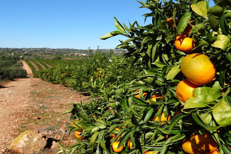 Sunset Safari in the Algarve Mountains