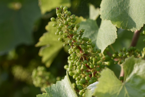 Educational hike in the Anjou vineyards Wine Hike