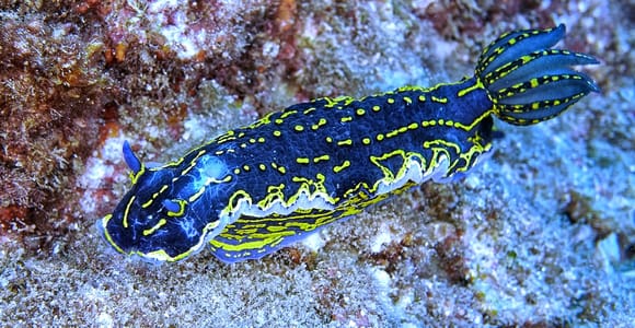 From Side: Guided Scuba Diving in Alanya w/ Lunch & Transfer