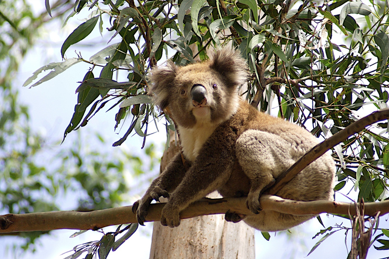 From Melbourne: Great Ocean Road Full-Day Guided Trip