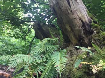 Roma: esperienza di bagno nella foresta