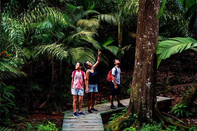 Visit Mahé Copolia Trail Guided Nature Walk in Seychelles