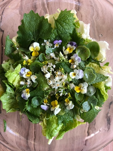 Visit Nemi Herb Harvesting and Cooking Class Experience in Sermoneta