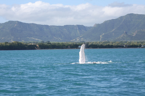 Prywatna wycieczka z nurkowaniem z delfinami, zapewniony sprzęt i napoje.Prywatna wycieczka z nurkowaniem z delfinami, zapewniony sprzęt.