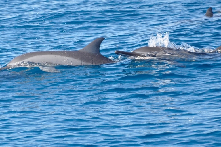 Excursión privada de snorkel con delfines, equipamiento y bebidas incluidos.Excursión privada de snorkel con delfines, equipo proporcionado.