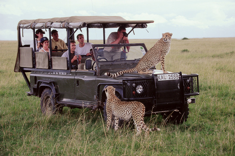 7 jours Tsavo West, Amboseli, L. Nakuru & Masai Mara Wildlife