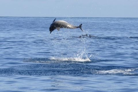 Tamarin: Swim & Snorkel w/ Dolphins, Lunch Benitiers island