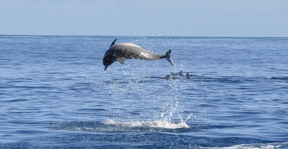 Tamarin: Dolphin Snorkel, CrystalRock, ile o Benitiers Lunch
