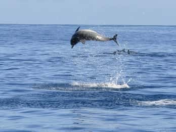 Delfines: snorkel, Crystal Rock, Ile aux Benitiers, almuerzo.