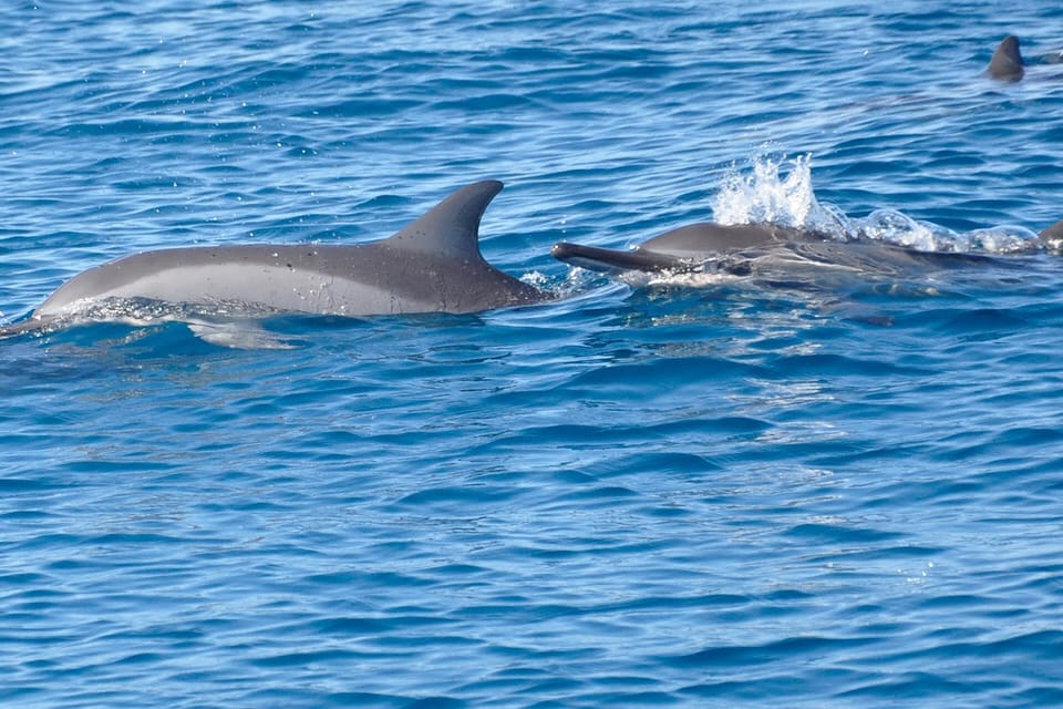 Tamarin: Swim & Snorkel w/ Dolphins, Lunch Benitiers island | GetYourGuide