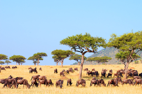 7 jours Tsavo West, Amboseli, L. Nakuru & Masai Mara Wildlife