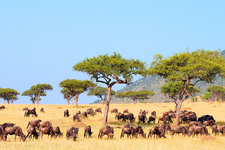 7 jours Tsavo West, Amboseli, L. Nakuru & Masai Mara Wildlife