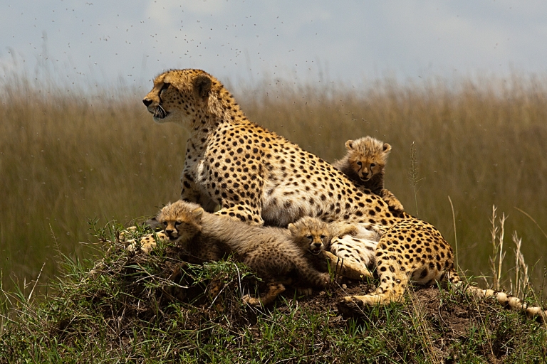 7 jours Tsavo West, Amboseli, L. Nakuru & Masai Mara Wildlife