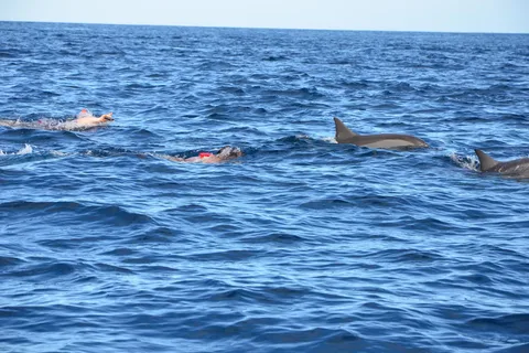 Maurice : Nage privée avec les dauphins sur l'île des Bénitiers