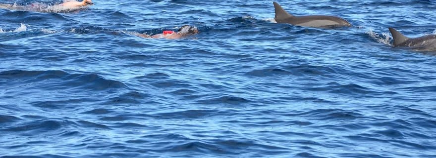 Dauphins : privé, plongée avec tuba, Crystal Rock, Îlots Benitiers, déjeuner