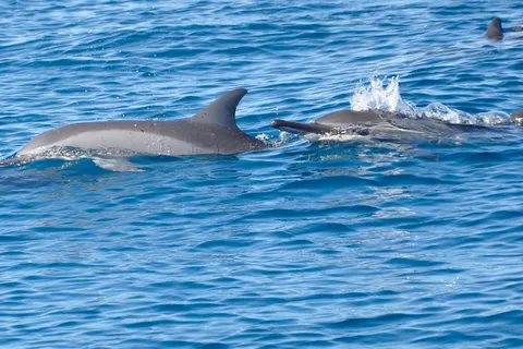 LA PRENEUSE - Plongée avec les dauphins