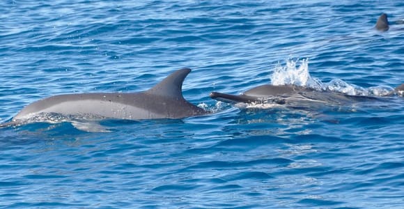 La Preneuse: Dolphin Swimming and Snorkeling Speedboat Trip