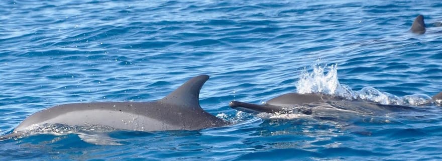 La Preneuse : Excursion en bateau rapide pour nager avec les dauphins et faire de la plongée en apnée