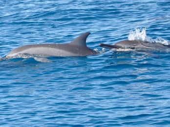 La Preneuse: Travesía en lancha rápida para nadar y bucear con delfines