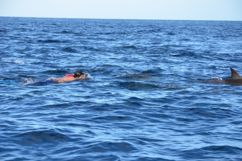 Zwem met dolfijnen in West en geniet van IleAuxCerfs in East.