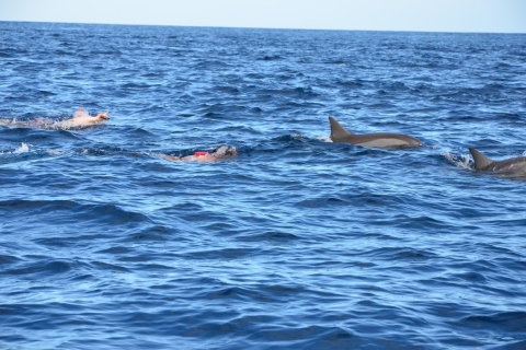 Zwem met dolfijnen in West en geniet van IleAuxCerfs in East.