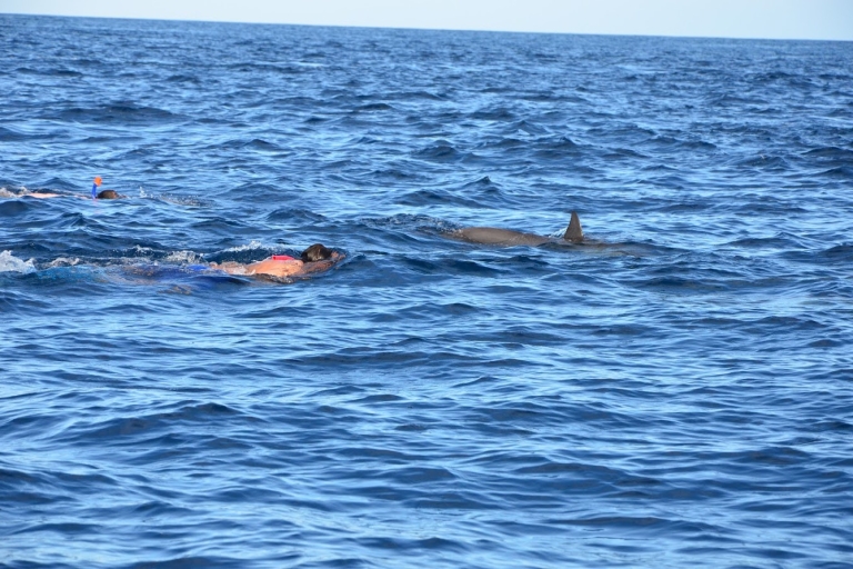 Schwimme mit Delfinen im Westen und genieße die IleAuxCerfs im Osten.