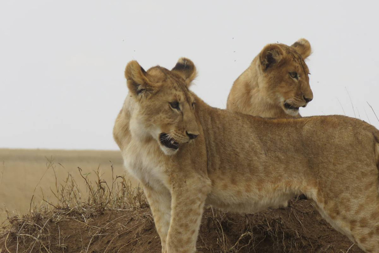 Safari in Tarangire National Park (Add-on Tanzania)