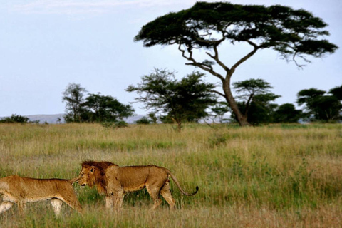 Safari in Tarangire National Park (Add-on Tanzania)