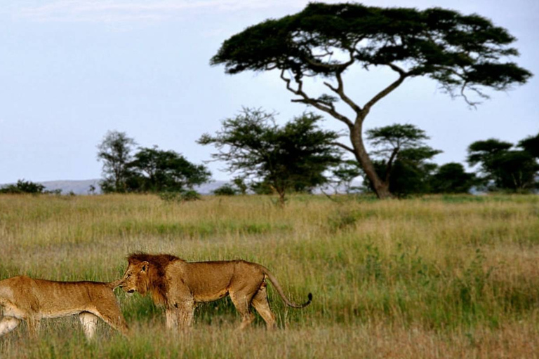 Safari in Tarangire National Park (Add-on Tanzania)