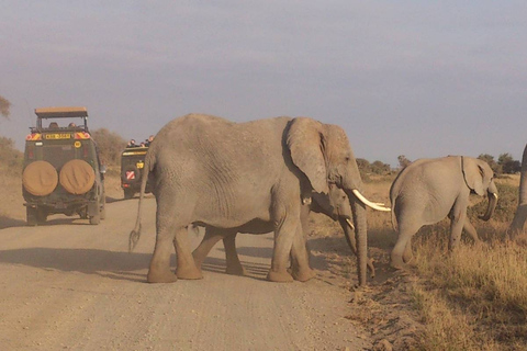 Safari in Tarangire National Park (Add-on Tanzania)