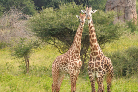 Safari in Tarangire National Park (Add-on Tanzania)